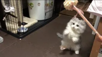 こうき 様のお迎えした子猫