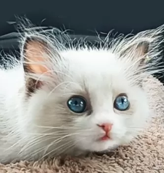 ＭＯＯＮ 様のお迎えした子猫