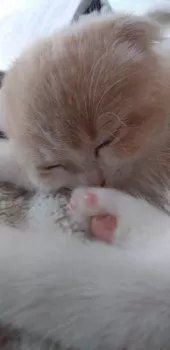 M.Y 様のお迎えした子猫