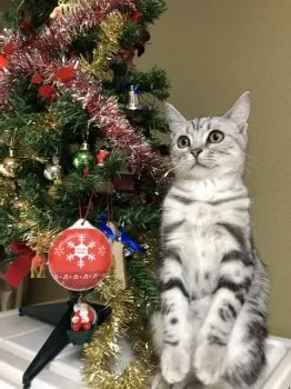 キホママ 様のお迎えした子猫
