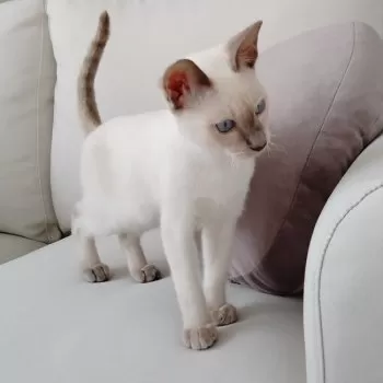S.T 様のお迎えした子猫