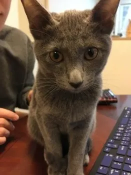 心音ちゃん 様のお迎えした子猫