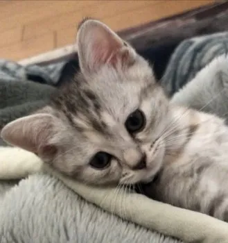 サラ 様のお迎えした子猫