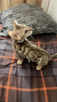 mii 様のお迎えした子猫