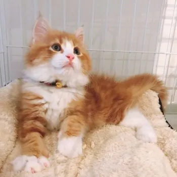 シンバ 様のお迎えした子猫