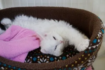 フォス 様のお迎えした子猫