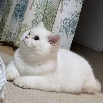 こま 様のお迎えした子猫