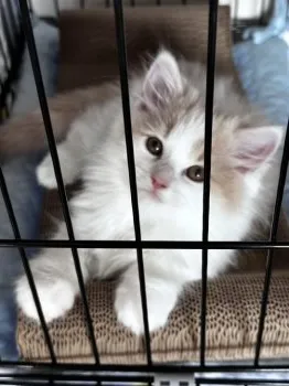 S.T 様のお迎えした子猫