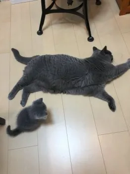 hachi 様のお迎えした子猫