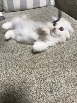 エマちゃんママ 様のお迎えした子猫