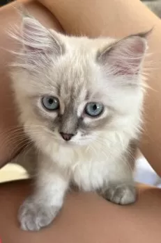 Y.S 様のお迎えした子猫