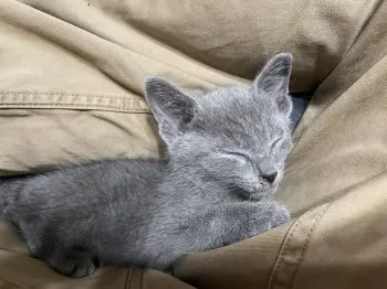 ぐるぐる 様のお迎えした子猫