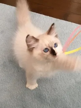 幸田ニコ 様のお迎えした子猫
