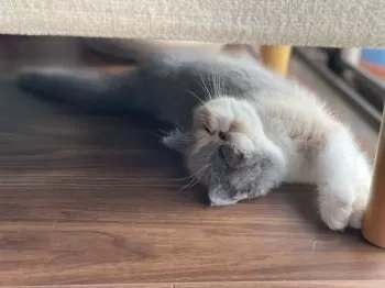 Y.M 様のお迎えした子猫