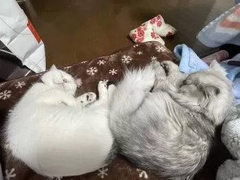 スニサー 様のお迎えした子猫