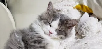 めぐ 様のお迎えした子猫