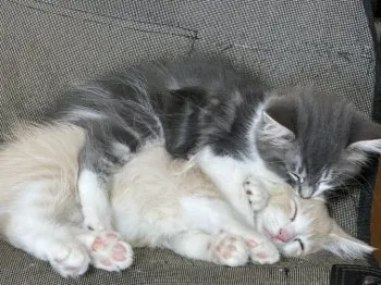 くろ 様のお迎えした子猫