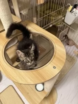おきい 様のお迎えした子猫
