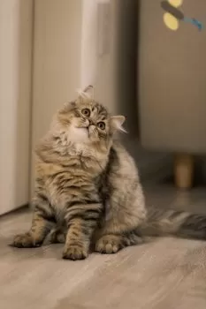 S.U 様のお迎えした子猫