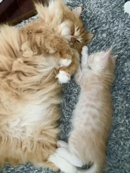 なおごま 様のお迎えした子猫