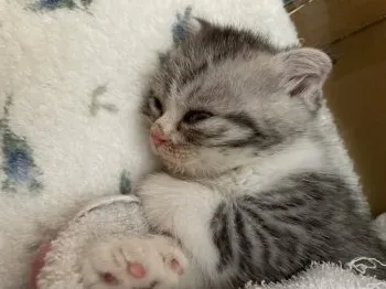 C.K 様のお迎えした子猫