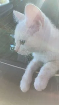 Mina 様のお迎えした子猫