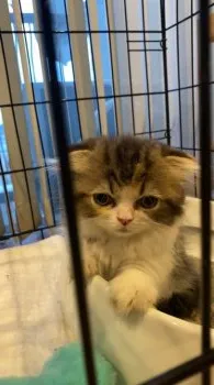 taeko 様のお迎えした子猫