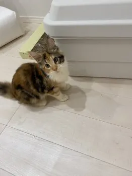 ひめにゃん 様のお迎えした子猫