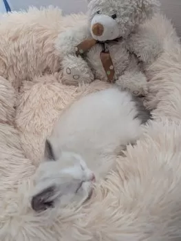 A.N 様のお迎えした子猫
