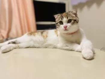 H.T 様のお迎えした子猫