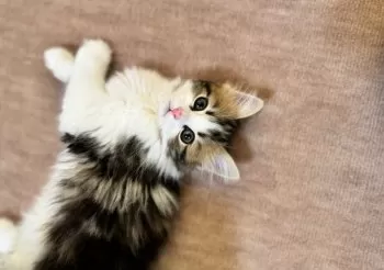 Y.C 様のお迎えした子猫