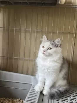 K.Ｉ 様のお迎えした子猫
