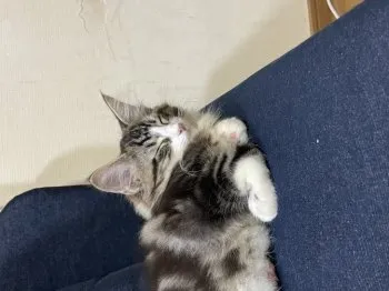 たか 様のお迎えした子猫