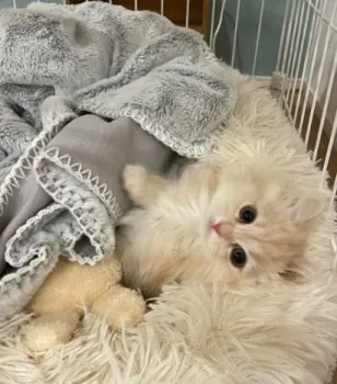 M.U 様のお迎えした子猫