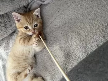 まろん 様のお迎えした子猫