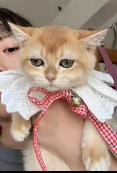 インイツケイ 様のお迎えした子猫