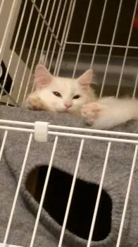 kagaya 様のお迎えした子猫