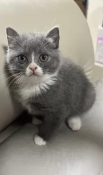 F.K 様のお迎えした子猫