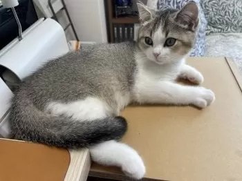 あじろん 様のお迎えした子猫
