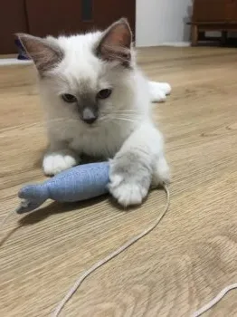 H.S 様のお迎えした子猫