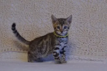 katsuo 様のお迎えした子猫