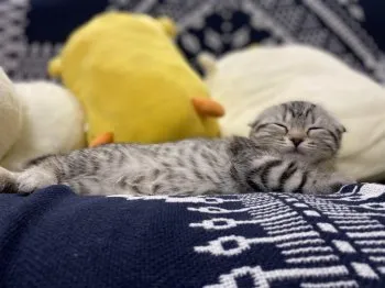 ひな 様のお迎えした子猫