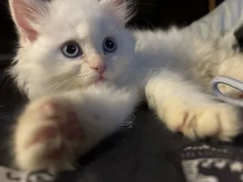 Y.A 様のお迎えした子猫