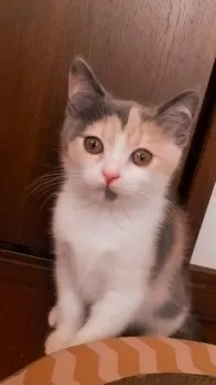 hiro 様のお迎えした子猫