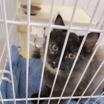 ささ 様のお迎えした子猫