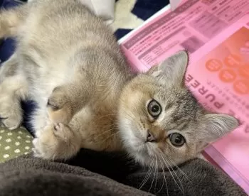 みゅうみゅう 様のお迎えした子猫