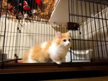 ヒロ 様のお迎えした子猫