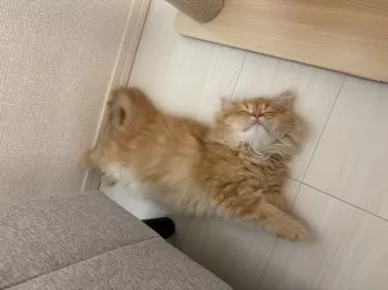 S.N 様のお迎えした子猫