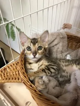 R.H 様のお迎えした子猫