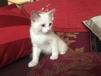 マキ 様のお迎えした子猫